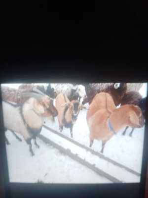Продаю баранов, козлят и козу