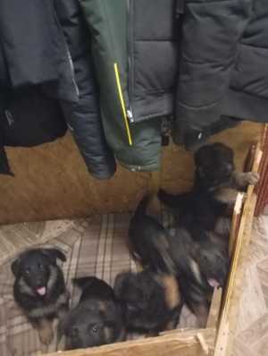 Щенки