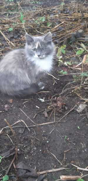 Котенок в добрые руки