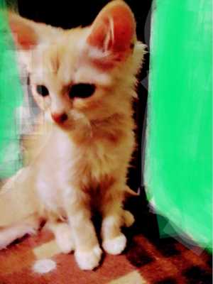 Отдам котят