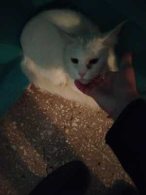 Кот в поиске