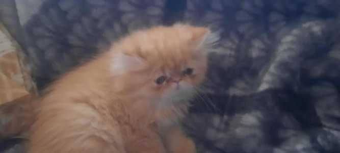 Персидские котята