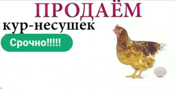 Куры несушки