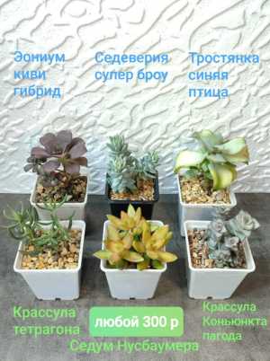 Распродаю излишки растений. Суккуленты.