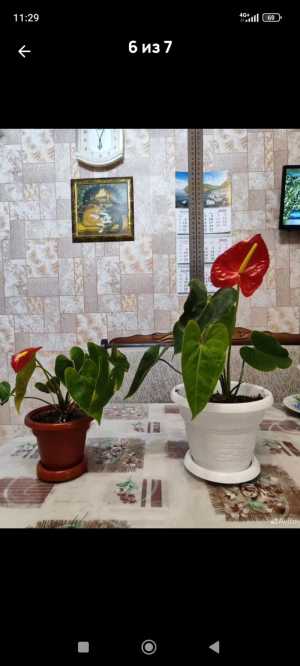 Цветы