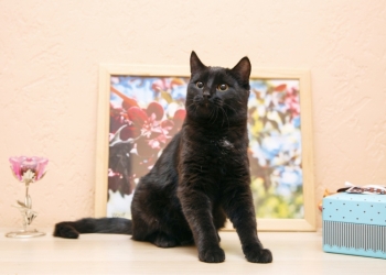 кот Деймос ищет дом