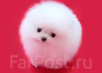 Куплю Шпица