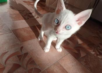 Котята