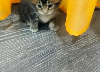 Котята мейн-куны
