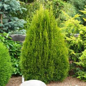 Туя Смарагд (Thuja occidentalis Smaragd), 2-2.2 м