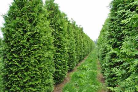 Туя Брабант (Thuja occidentalis Brabant), 2-2.2 м