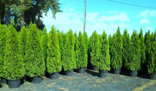 Туя Смарагд (Thuja occidentalis Smaragd), 1.4-1.6