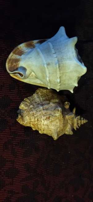 Морские раковины