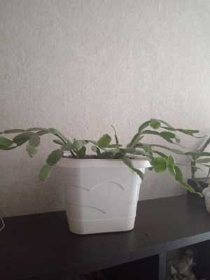Продам декабрист