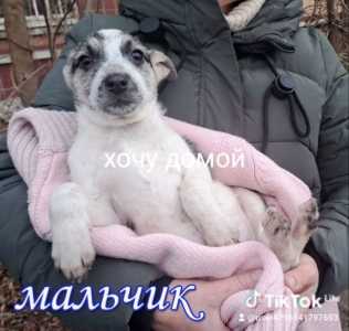 Щенок мальчик