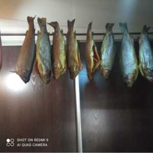 Форель