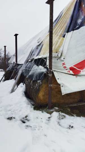 Сено