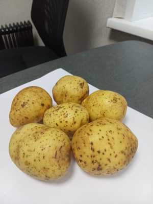 Картофель белый, сорт Гала
