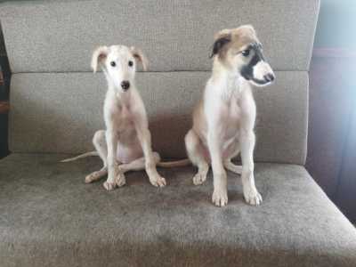 Щенки