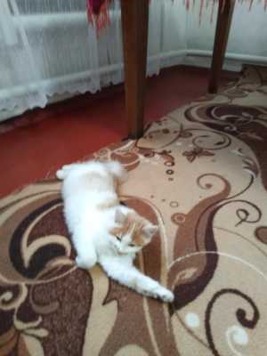 Котенок