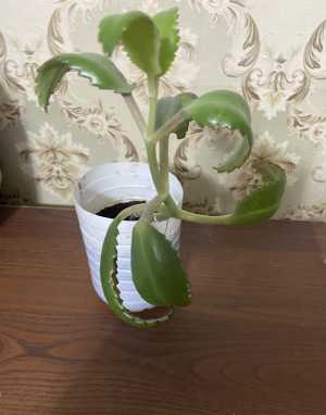 Каланхоэ лечебный