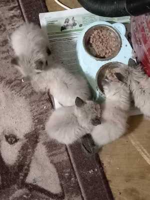 Котята