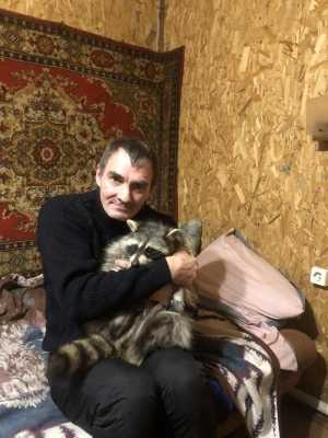 Енот девочка