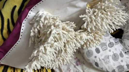 кораллы и ракушки морские
