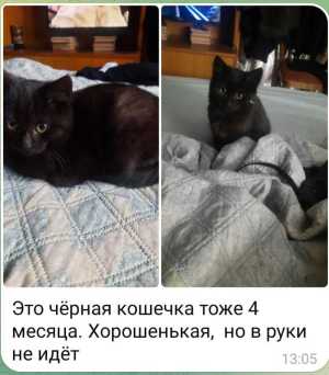 Геля