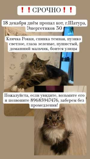 ПРОПАЛ КОТ РОККИ