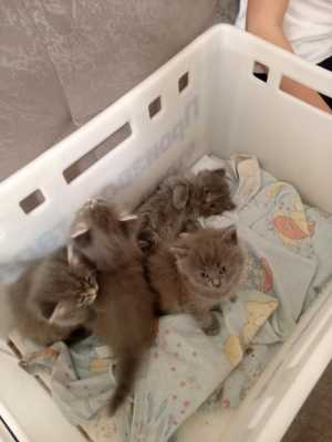 Котятки