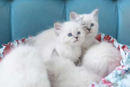 Рэгдолл котики