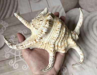 Ракушка морская