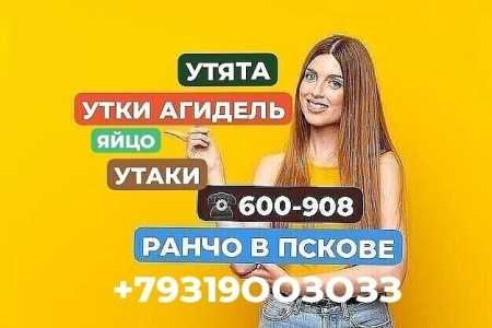 Утки Агидель.